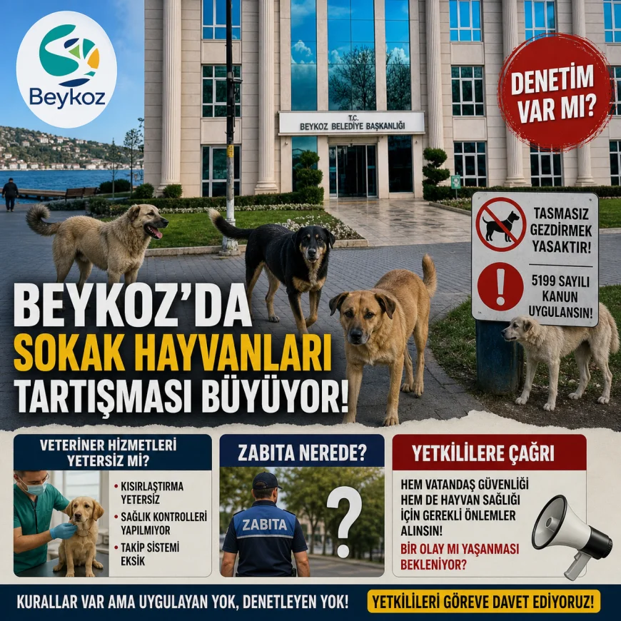 Beykoz’da Sokak Hayvanları Tartışması Büyüyor: Denetim ve Veteriner Hizmetleri Yetersiz mi?
