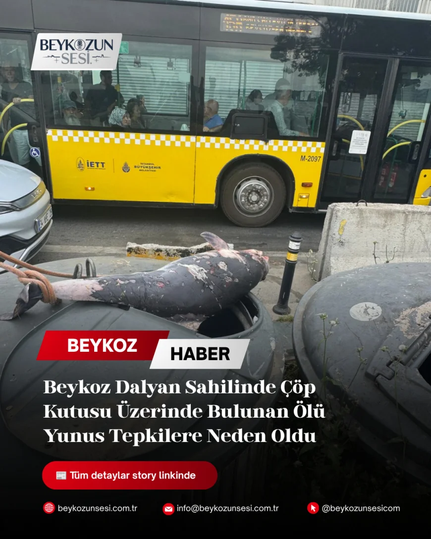 Beykoz Dalyan Sahilinde Çöp Kutusu Üzerinde Bulunan Ölü Yunus Tepkilere Neden Oldu