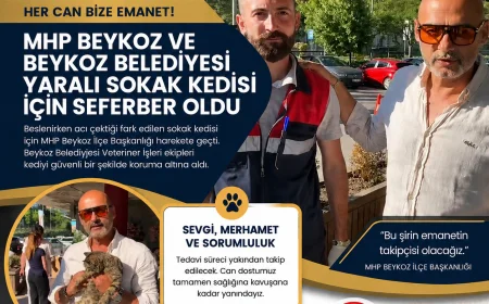 MHP Beykoz İlçe Başkanlığı ve Beykoz Belediyesi Yaralı Sokak Kedisi İçin Seferber Oldu “Her Can Bize Emanet”