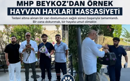 MHP Beykoz İlçe Başkanlığı Sokak Hayvanının Tedavi Sürecini Tamamladı ve Yaşam Hakkına Dikkat Çekti