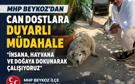 MHP Beykoz İlçe Teşkilatı Çubuklu’daki Yaralı Sokak Hayvanı İçin Harekete Geçti