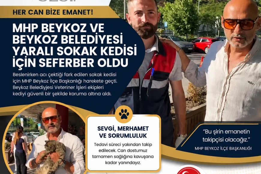 MHP Beykoz İlçe Başkanlığı ve Beykoz Belediyesi Yaralı Sokak Kedisi İçin Seferber Oldu “Her Can Bize Emanet”
