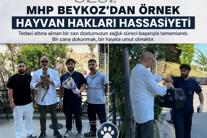 MHP Beykoz İlçe Başkanlığı Sokak Hayvanının Tedavi Sürecini Tamamladı ve Yaşam Hakkına Dikkat Çekti