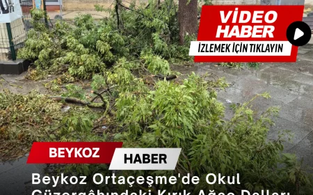 Beykoz Ortaçeşme'de Okul Güzergâhındaki Kırık Ağaç Dalları 3 Gündür Toplanmayı Bekliyor